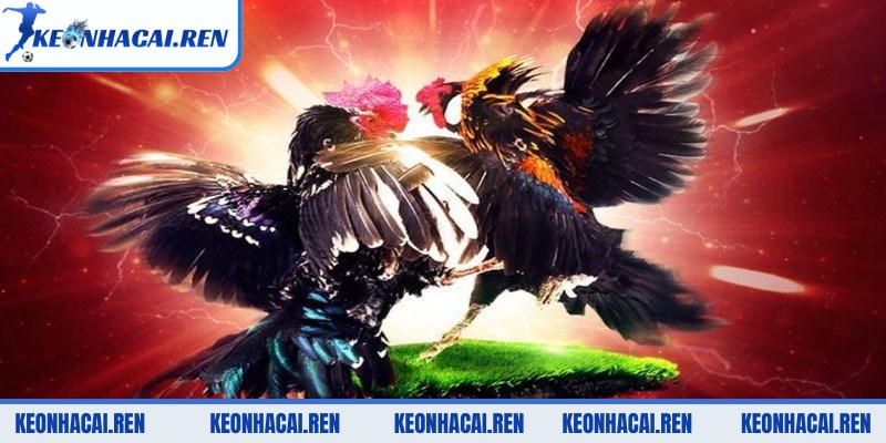 DagaTV - Kênh Đá Gà Trực Tuyến Uy Tín Hàng Đầu Châu Á - dagatv cac hinh thuc da ga Các hình thức đá gà phổ biến trên DagaTV